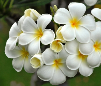 Frangipani Extract