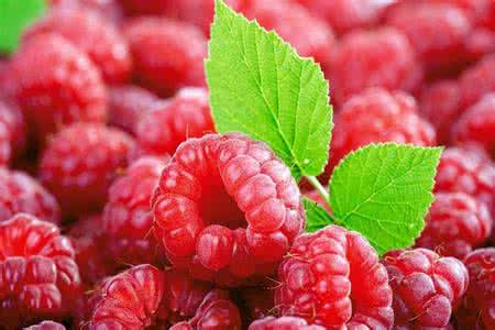 Fructus Rubi Root Extract Fructus Rubi Root Extract