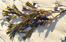 Fucus vesiculosus Fucus vesiculosus