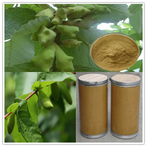 Gallnut Extract Gallnut Extract