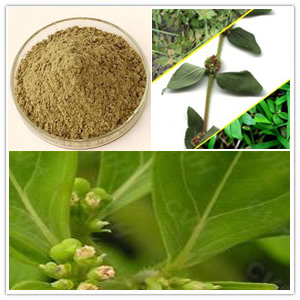 Garden Euphorbia Herb Extract
