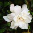 Gardenia