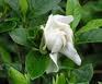 Gardenoside Gardenoside