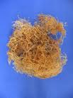 Gelidium Cartilagineum extract Gelidium Cartilagineum extract