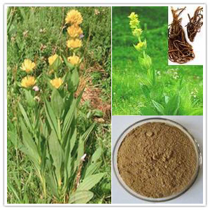 Gentian Root extract Gentian Root extract