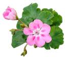 Geranium Essential Oil Geranium Essential Oil
