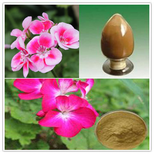 Geranium Extract Geranium Extract