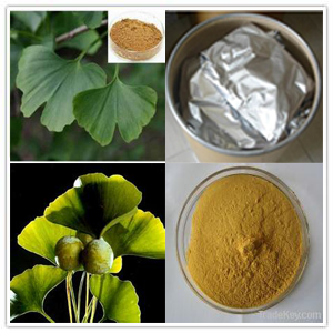 Ginkgo Biloba Leaf Extract Ginkgo Biloba Leaf Extract