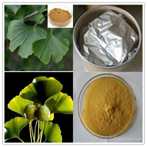 Ginkgo Biloba Leaf Extract