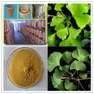 Ginkgo Leaves Extract Ginkgo Leaves Extract