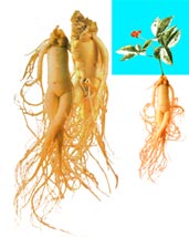 Ginseng Extract Ginseng Extract