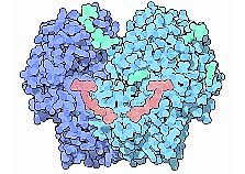 Glucose oxidase