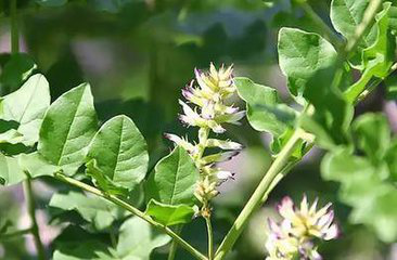 Glycyrrhiza Glabra Extract Glycyrrhiza Glabra Extract