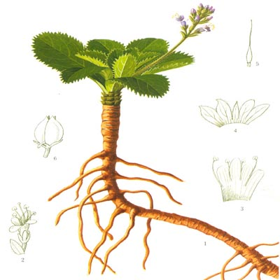 Goldenseal Root Goldenseal Root