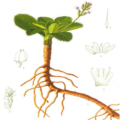 Goldenseal Root