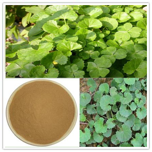 Gotu Kola extract Gotu Kola extract