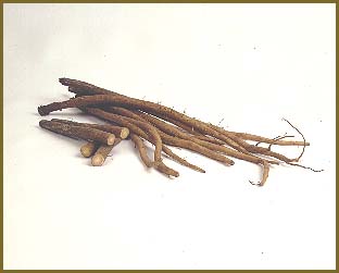 Great Burdock Achene Extract（Burdock Root Extract）