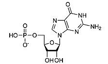 Guanosine monophosphate Guanosine monophosphate