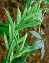 Guar Gum Guar Gum