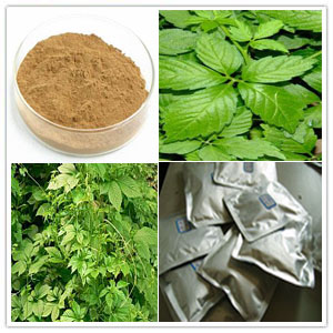 Gynostemma pentaphyllum Extract Gynostemma pentaphyllum Extract
