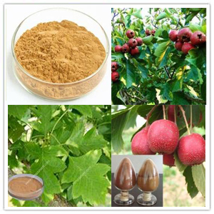 Hawthorn Berry&Leaf Extract