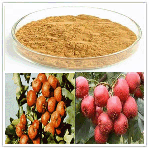 Hawthorn Extract Hawthorn Extract
