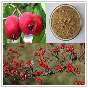 Hawthorn berry extract Hawthorn berry extract