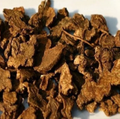 Heterophyllous Wing Seedtree Root Extract