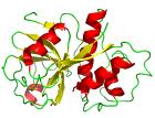High-activity Stabilized Refined Papain High-activity Stabilized Refined Papain