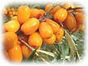 Hippophae Rhamnoides Yellow Hippophae Rhamnoides Yellow