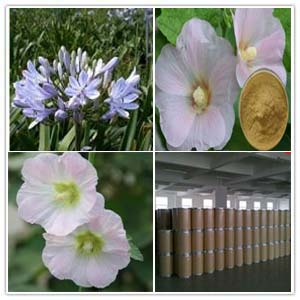 Hollyhock Extract Hollyhock Extract