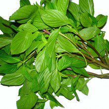 Holy Basil Leaf Extract Holy Basil Leaf Extract