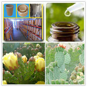 Hoodia Extract