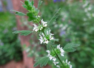 Horehound Extract Horehound Extract
