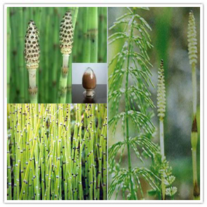 Horsetail Extract Horsetail Extract