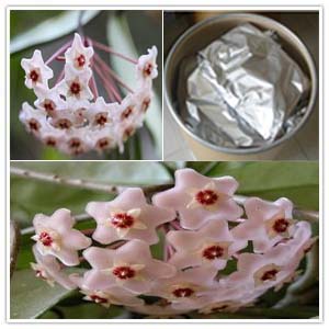 Hoya Carnosa Extract Hoya Carnosa Extract
