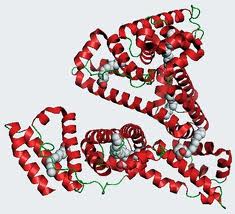Human Albumin Human Albumin