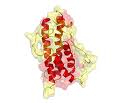 Human Growth Hormone Human Growth Hormone