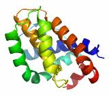 Human B-cell leukemia/lymphoma 2