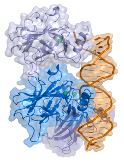 Human p53/tumor protein