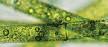Hydrolysed ulva lactuca extract Hydrolysed ulva lactuca extract