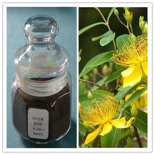 Hypericum Perforatum Extract Hypericum Perforatum Extract