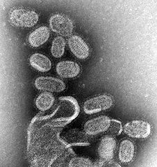 Influenza Influenza