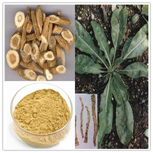 Isatis root extract