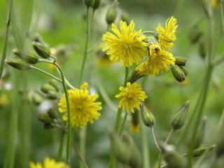 Ixeris denticulata extract Ixeris denticulata extract