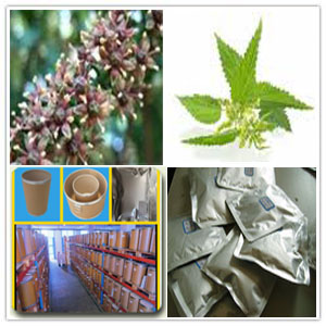 Jaborandi Leaf Extract Jaborandi Leaf Extract