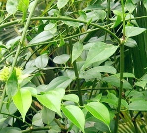 Jasminum Amplexicaule Extract