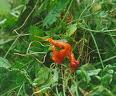 Justicia pectorali Extract Justicia pectorali Extract