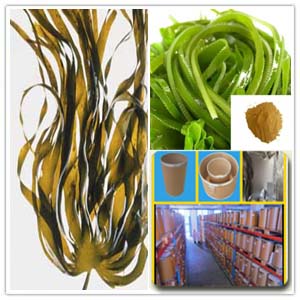 Kelp extract Kelp extract