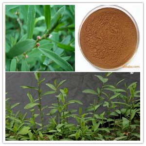Knotgrass (polygonum aviculare) extract Knotgrass (polygonum aviculare) extract